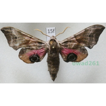Smerinthus ocellata (Linnaeus, 1758) Poland15f